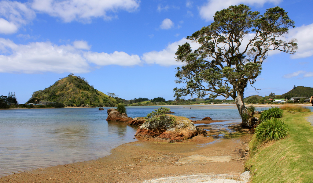 Дерево на берегу озера
