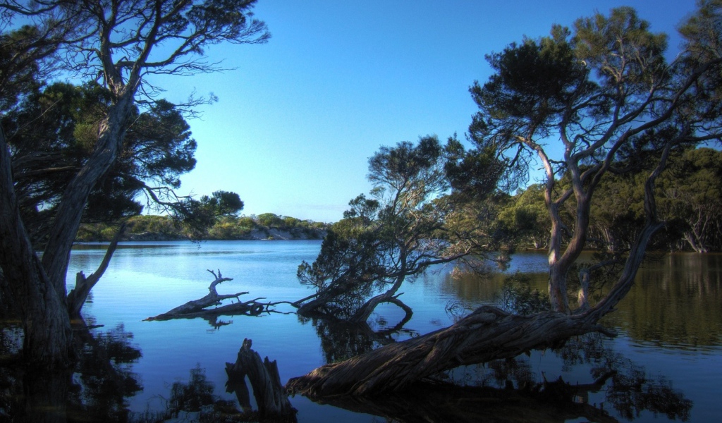 Деревья затопленные водой