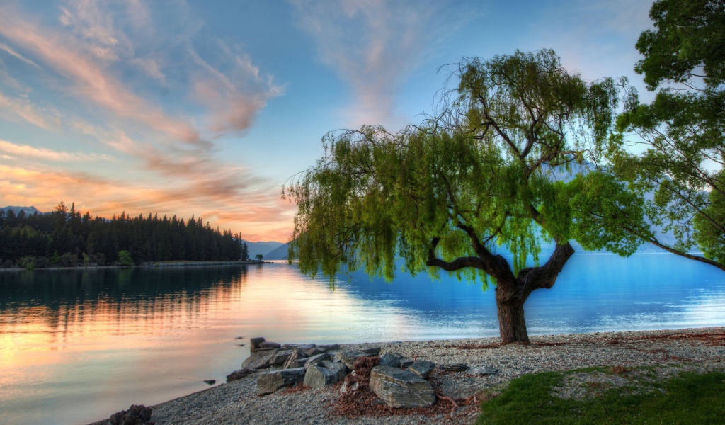 Дерево на берегу озера