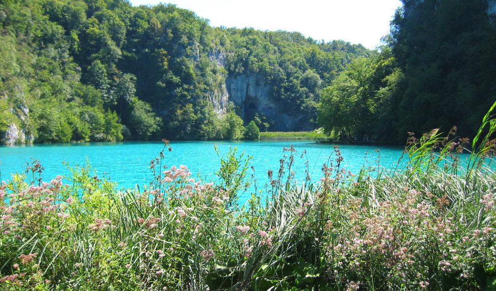 Трава на берегу озера