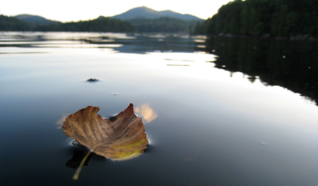 Листок на горном озере