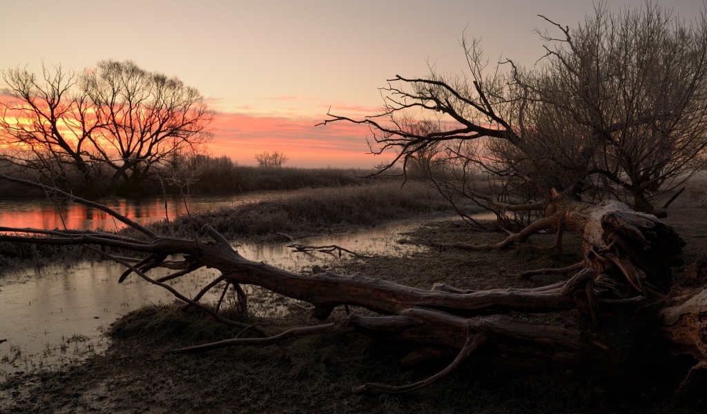 Засохшие деревья на берегу реки