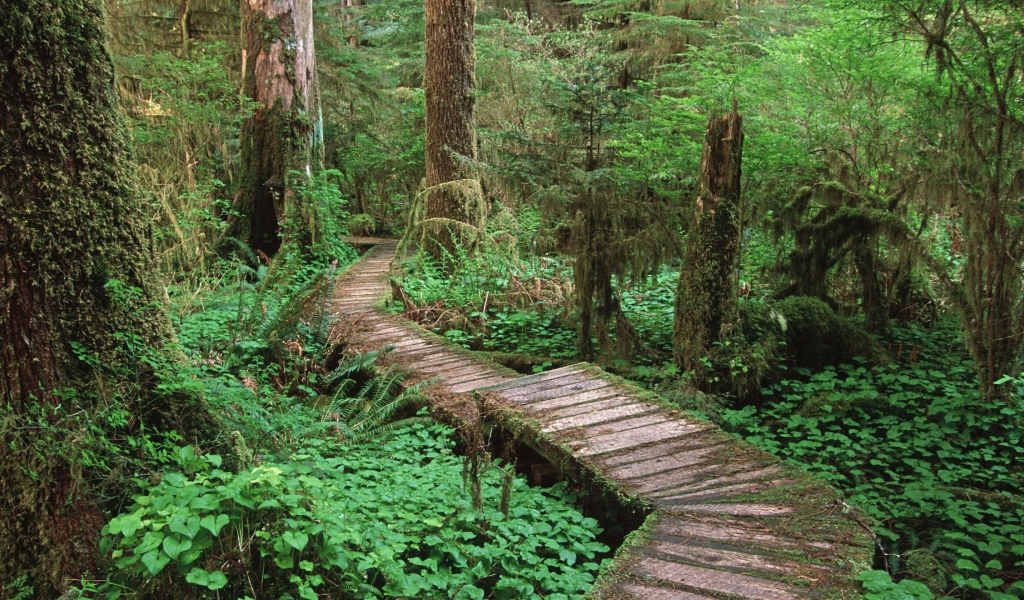 Дорога через болото