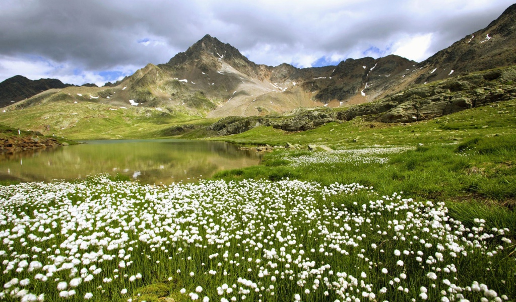 Долина с одуванчиками