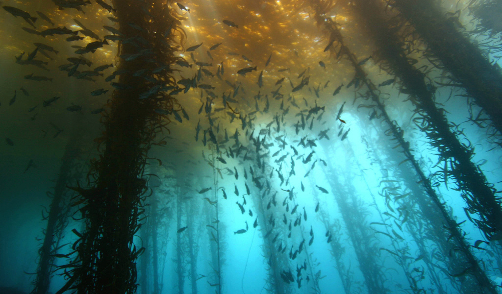 Подводный лес из водорослей