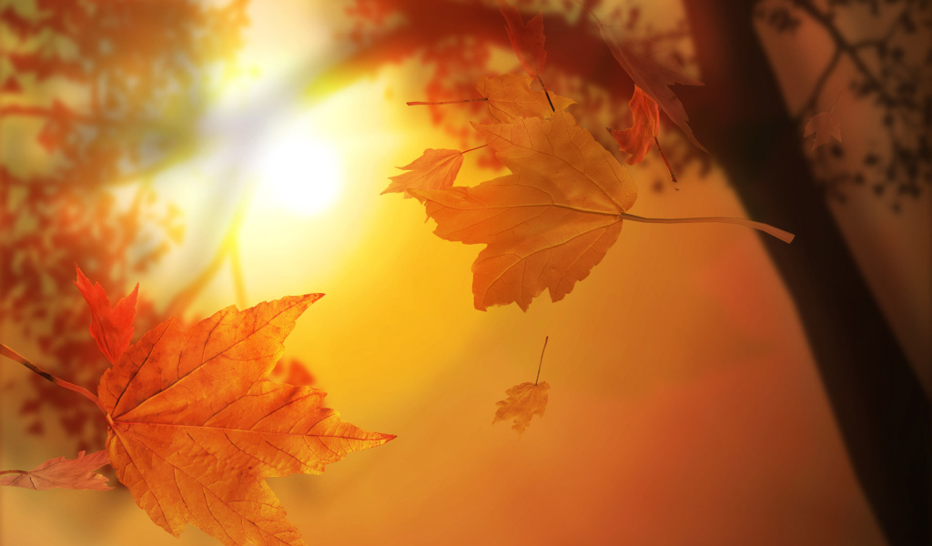 Осенние листья на солнце