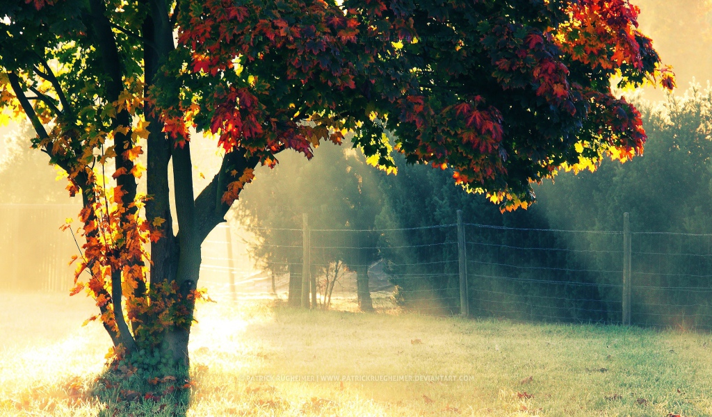Autumn morning