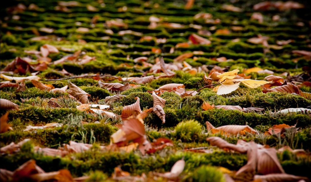 Dried leaves on the ground