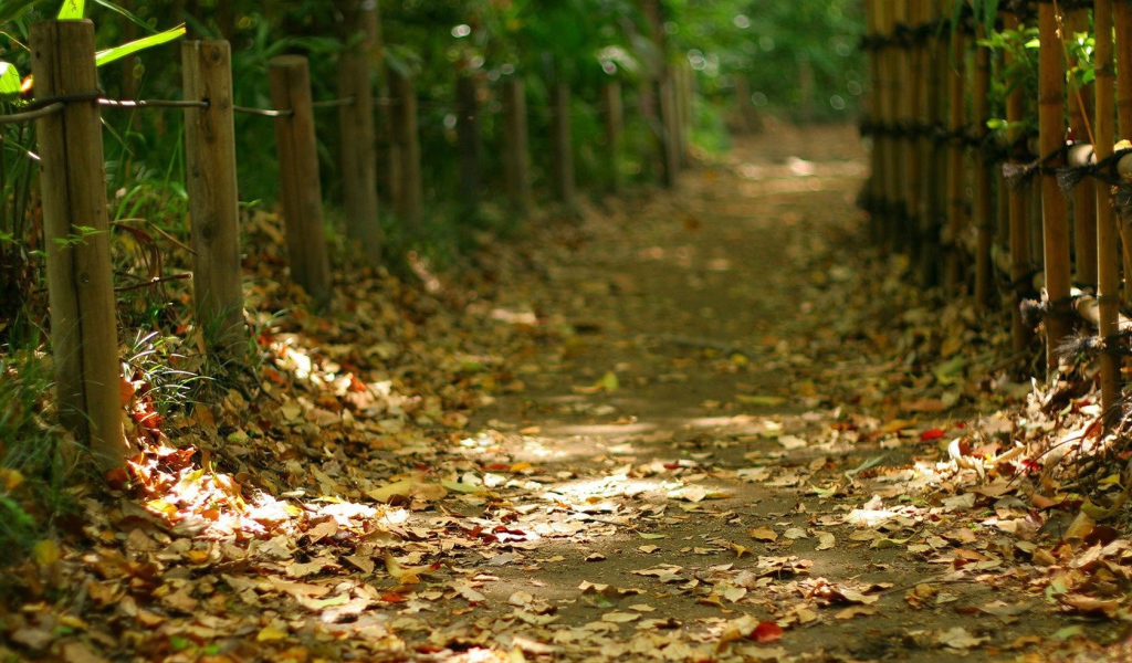 Дорога усыпанная осенними листьями