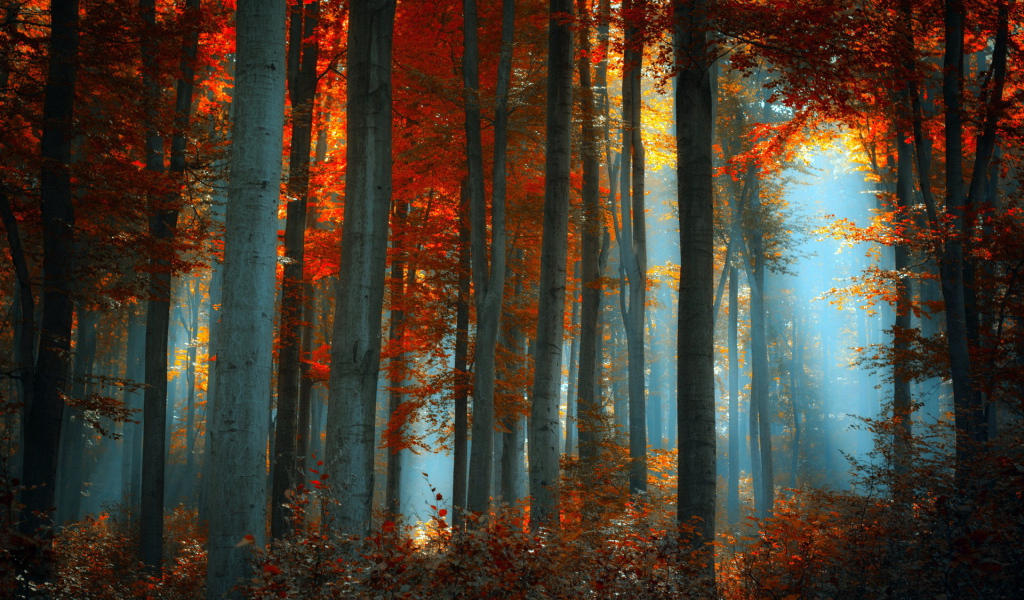 	   Fog in the autumn forest