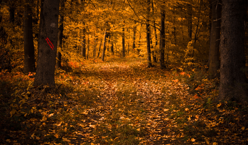 Дорога в осеннем лесу