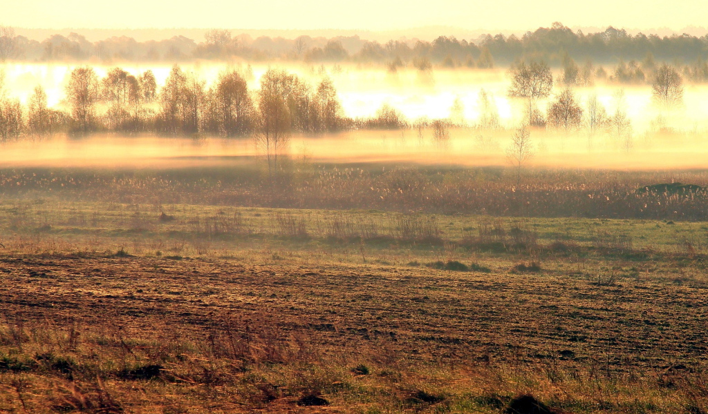 Misty morning in the spring field