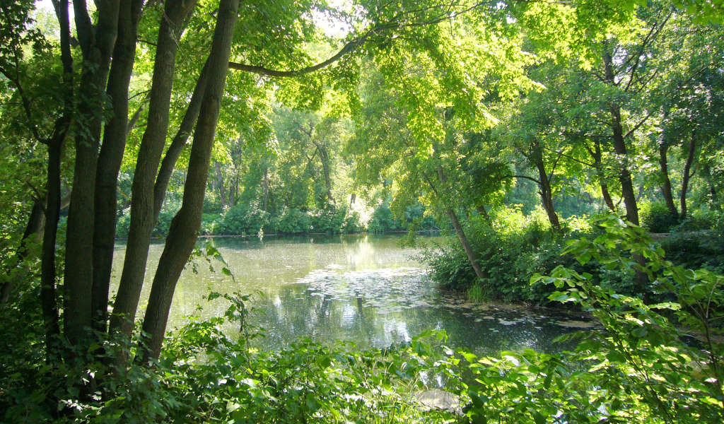 Весенние деревья