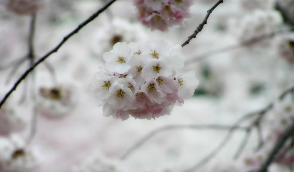 Белые цветки вишни
