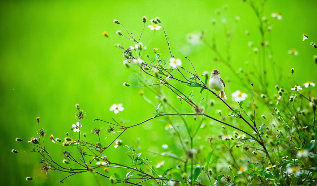 Птичка на летней траве
