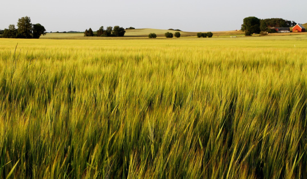 Зеленое летнее поле