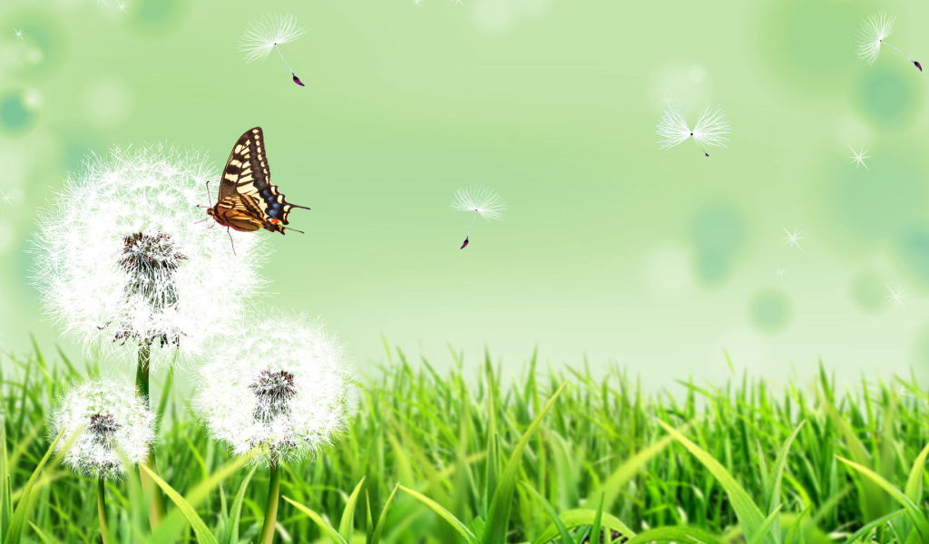 Бабочка на летнем одуванчике