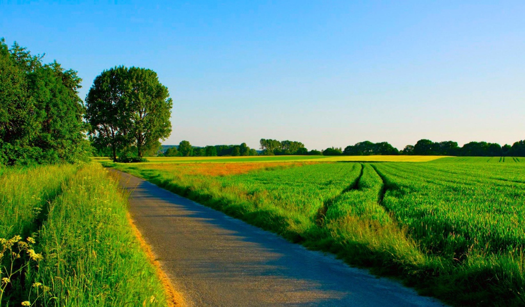 Дорога среди ухоженных летних полей
