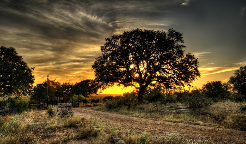 Дерево у дороги