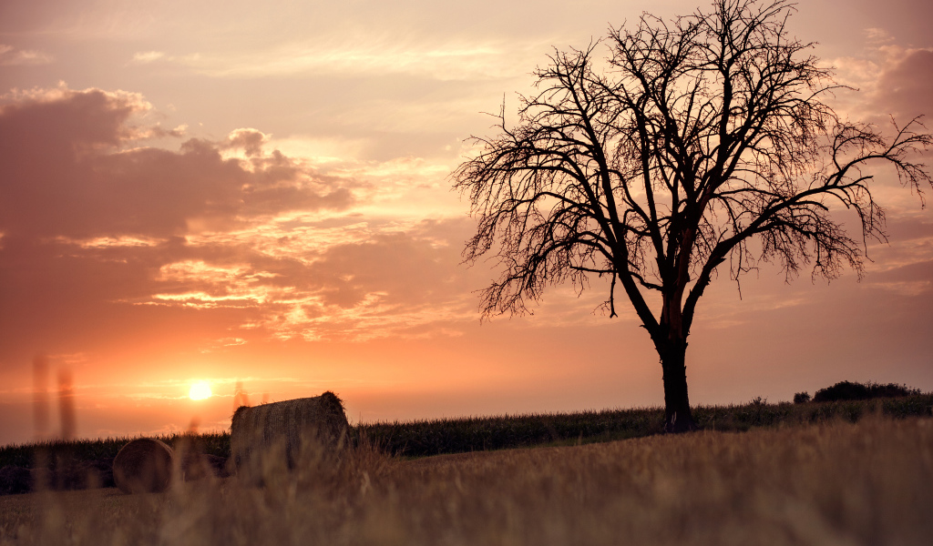 Одинокое дерево на фоне заката