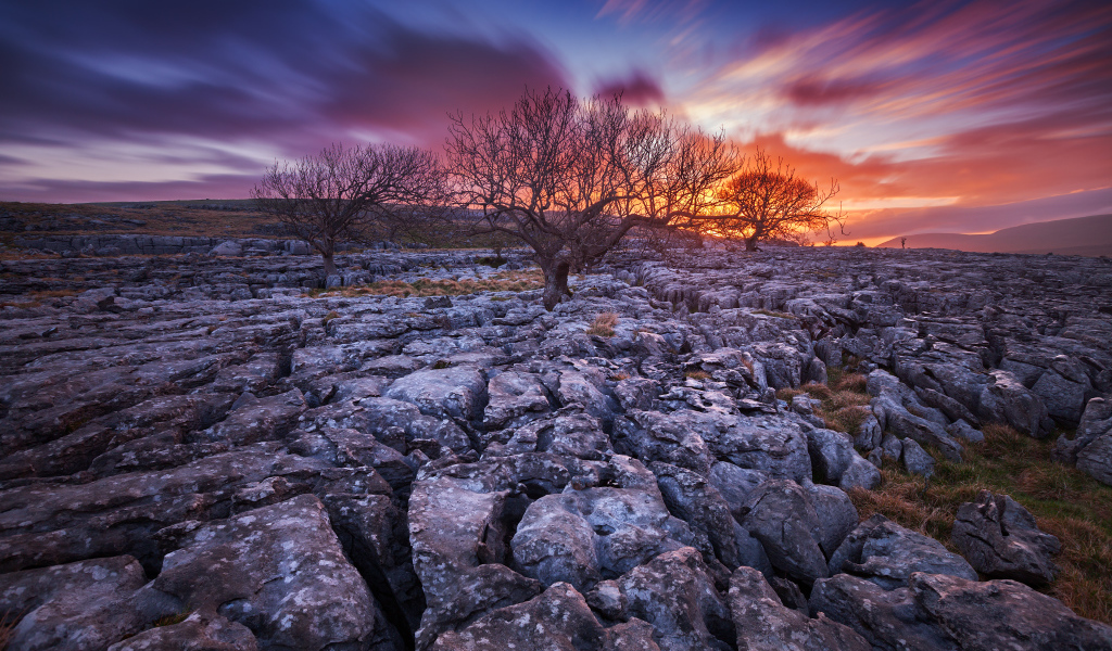 Закат и сухие деревья