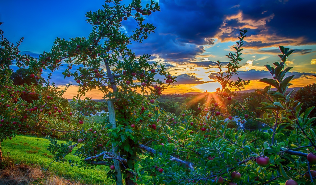Закат в яблоневом саду