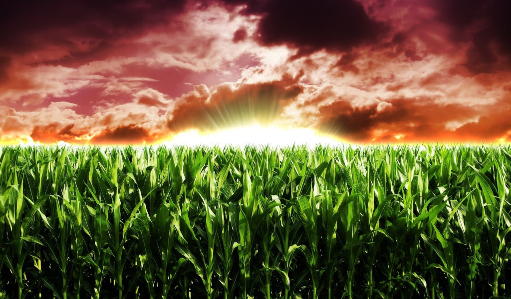 Закат на кукурузном поле