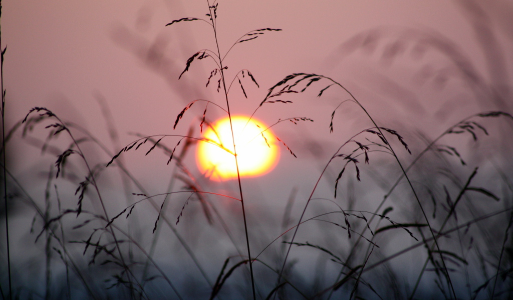 Закат в траве