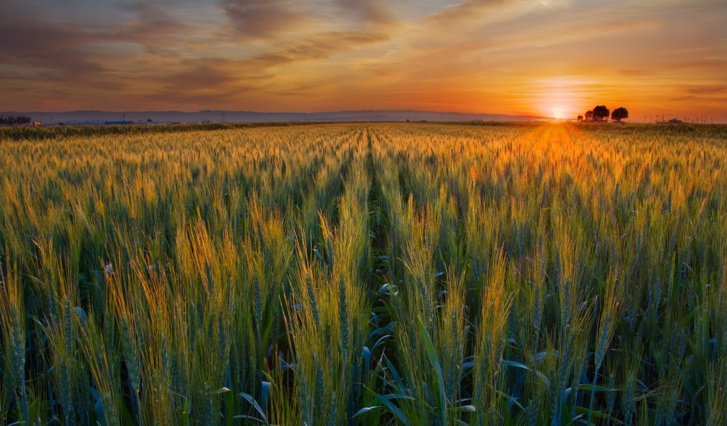 Закат над полем в Калифорнии