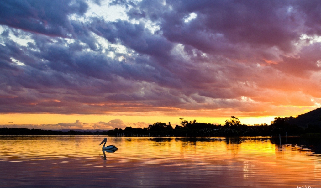 Закат над озером с птицей