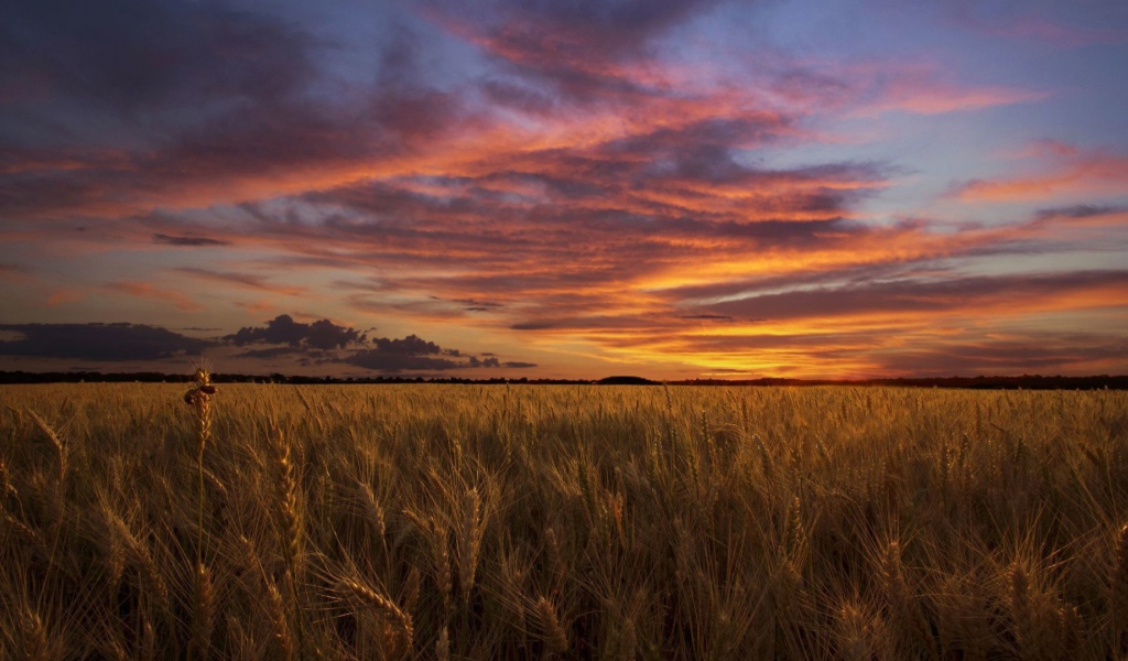 Закат над полем пшеницы