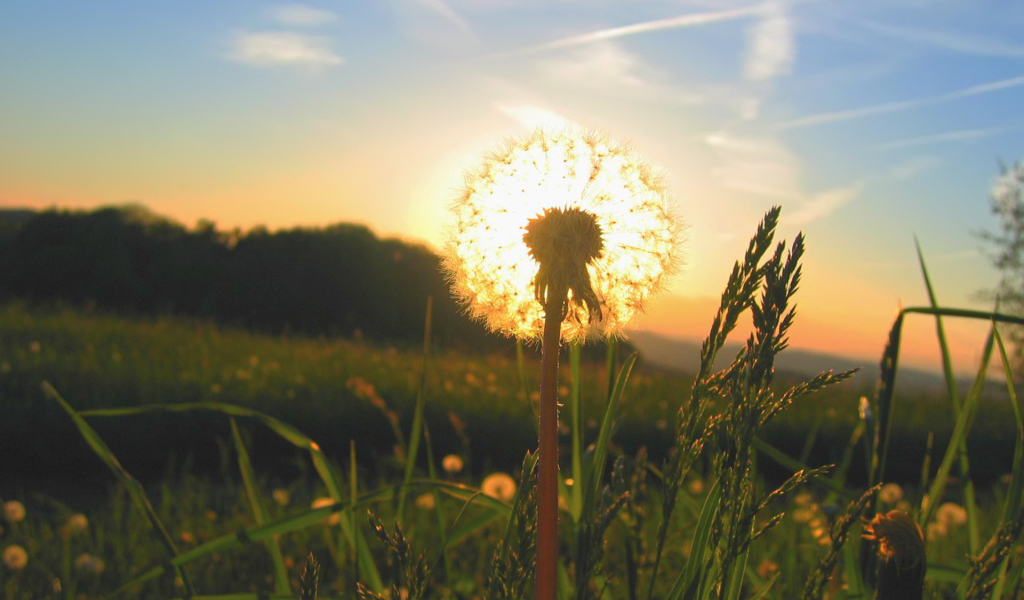Солнце за одуванчиком