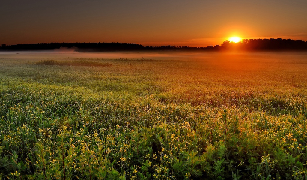 Солнце садится за лес