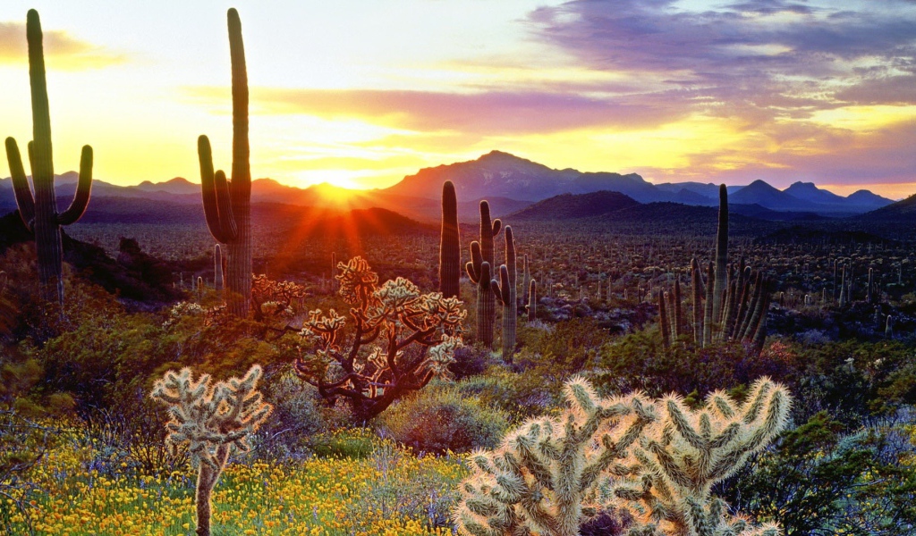 Растительность пустыни на закате