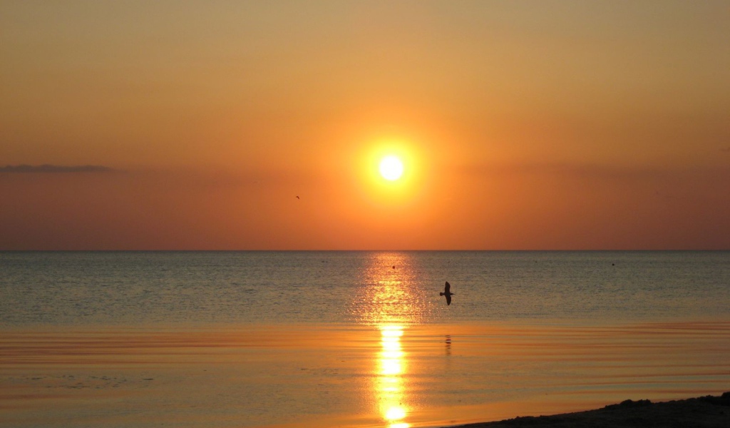 Птица над морем на закате
