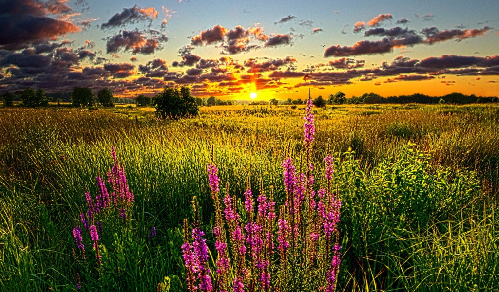 Летний закат над полем