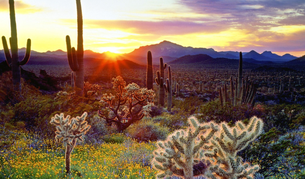 Закат над кактусами