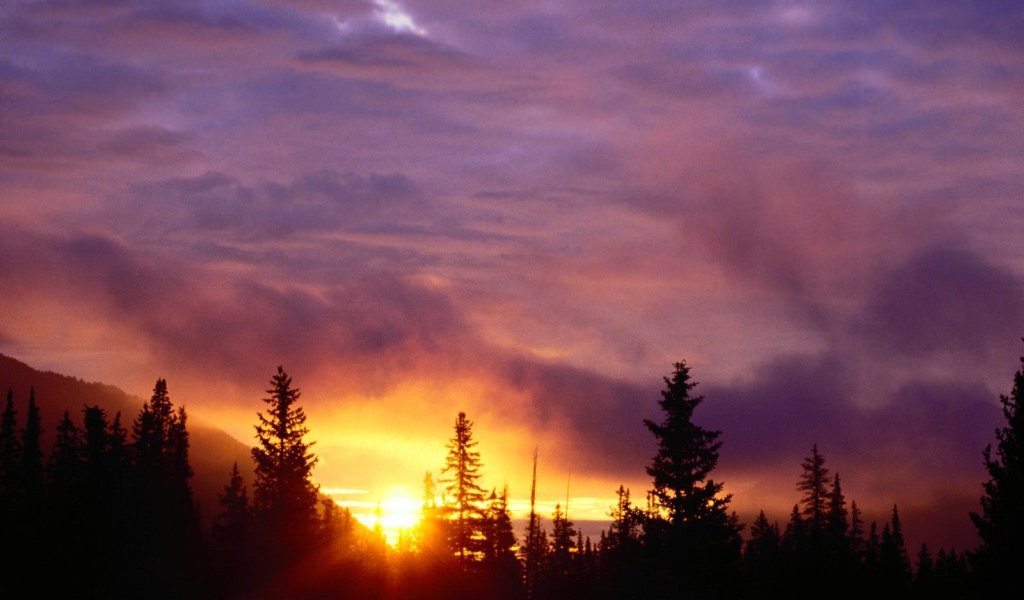 Закат в лесу