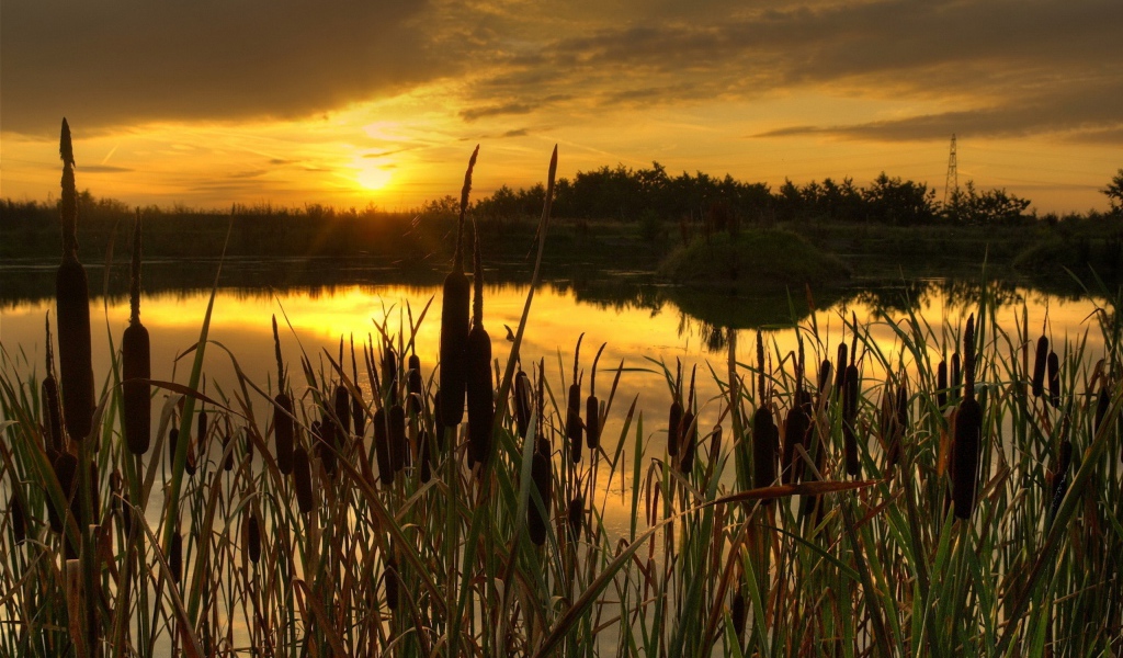 Закат в камышах
