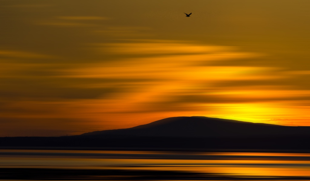 Птица летит на закате