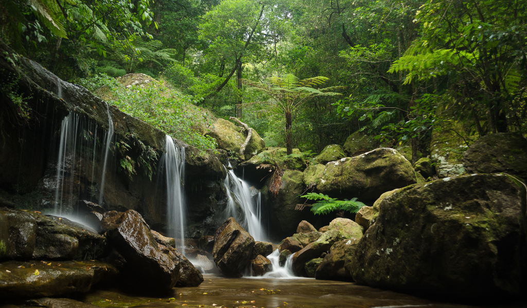 Заросли и водопад
