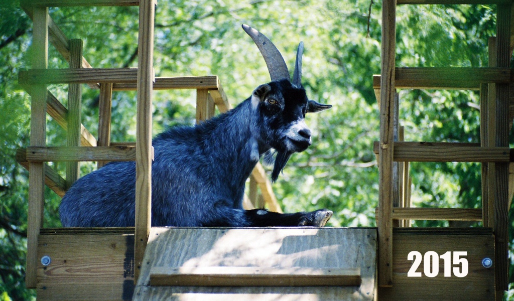 Новый Год 2015 Синяя коза