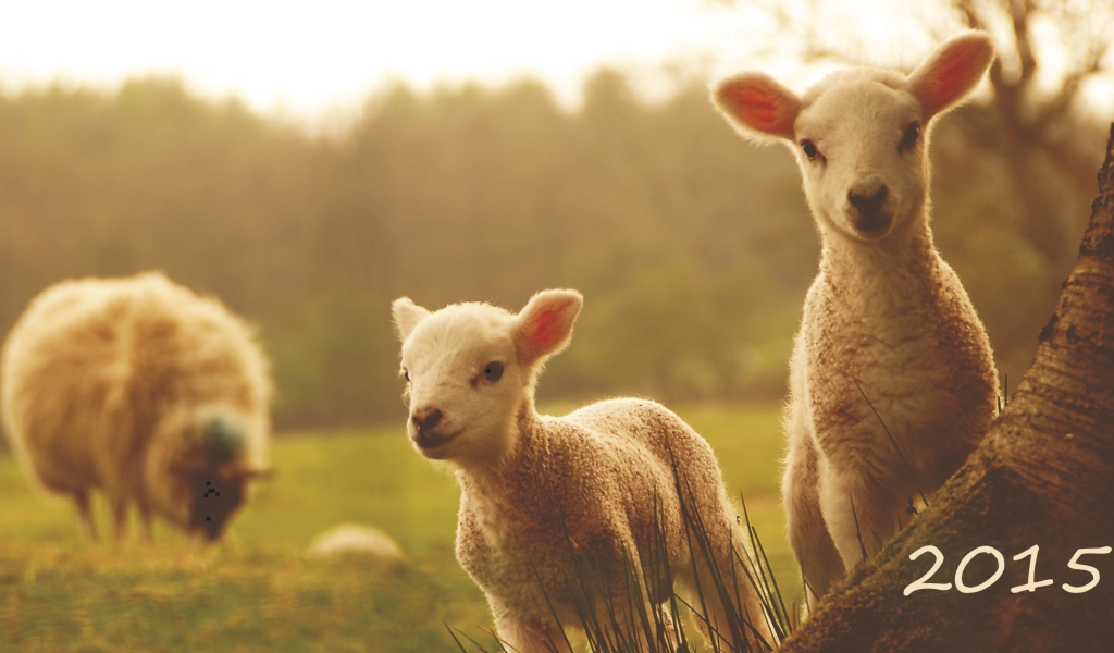 Новый Год 2015 овечки
