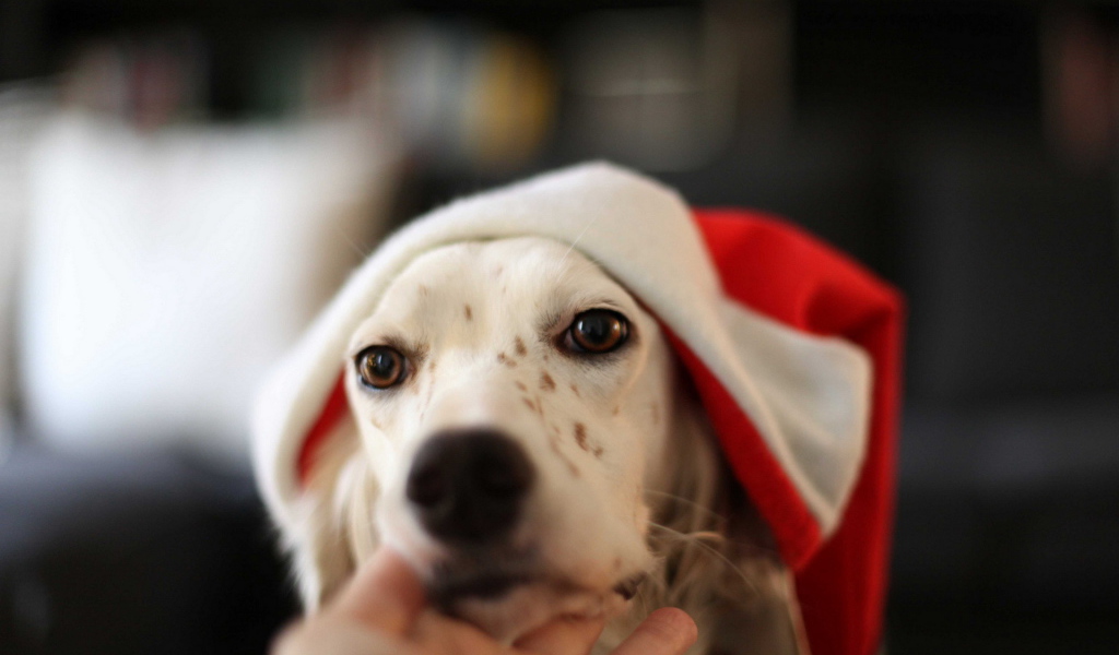 Собака встречает Новый год