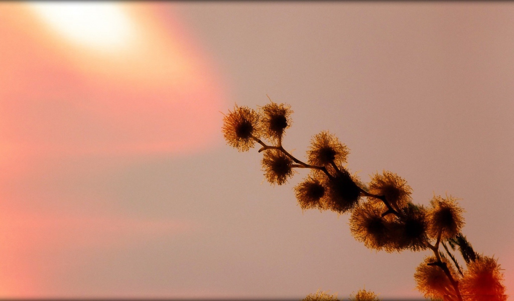 Абстрактная ветка растения