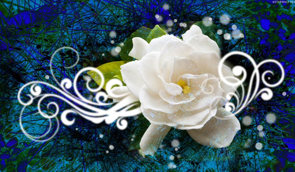 Абстракция с белой розой