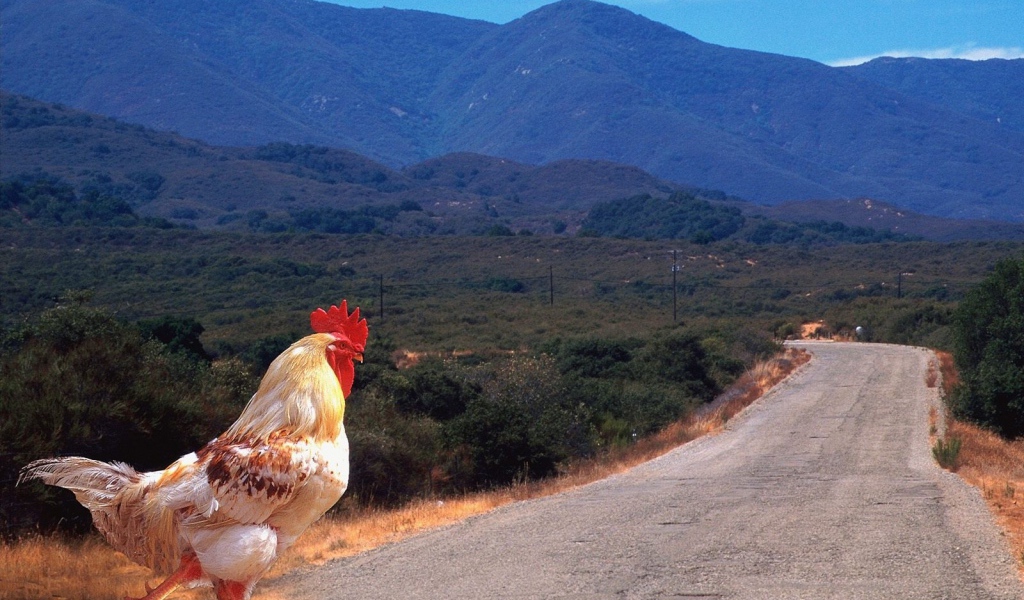 Петух переходит дорогу