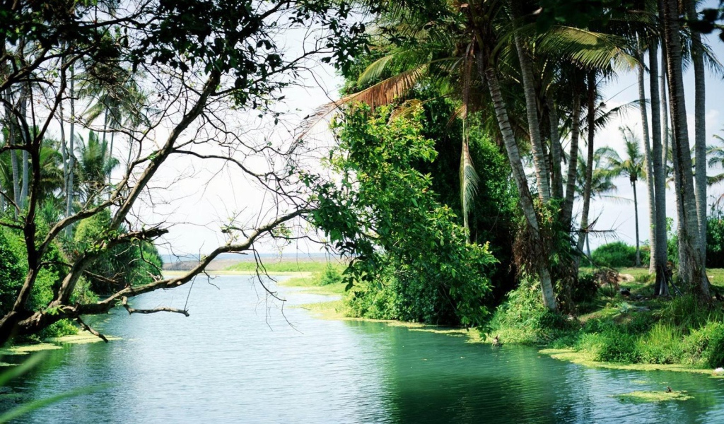 Лес на Бали