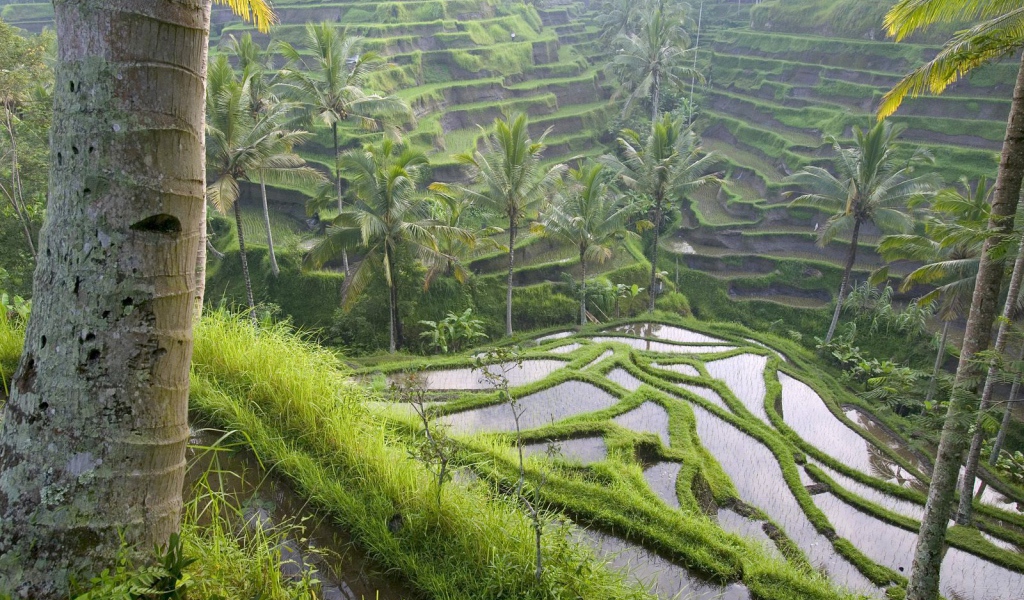 Рисовые террасы на Бали