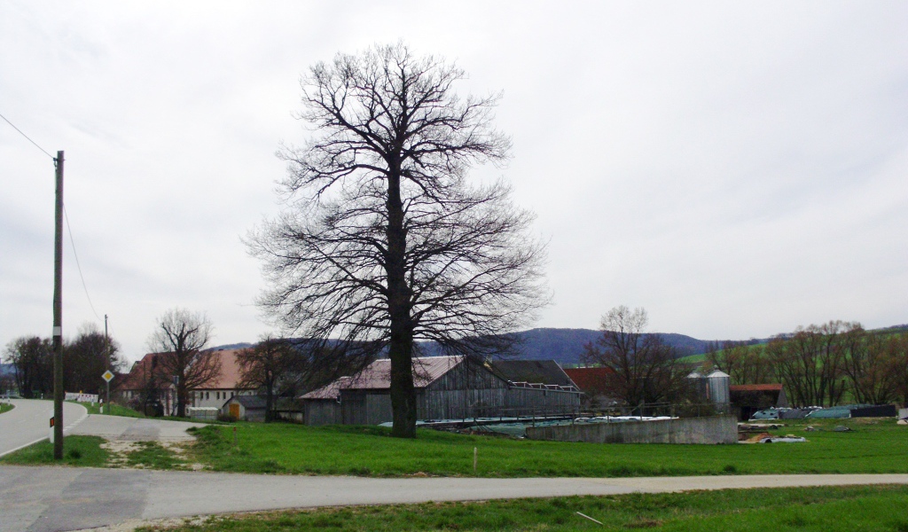 Сухое дерево в городе Лэнгенфельд, Австрия